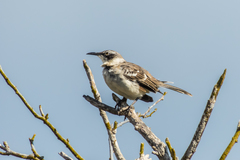 Mimus parvulus barringtoni