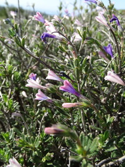 Lithodora hispidula versicolor