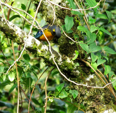 Anisognathus lacrymosus