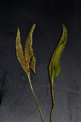 Elaphoglossum randii