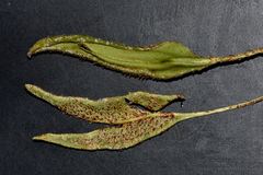 Elaphoglossum randii