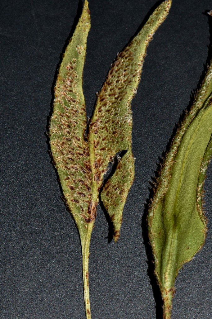 Elaphoglossum randii