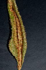 Elaphoglossum randii