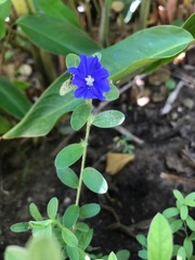 Evolvulus glomeratus