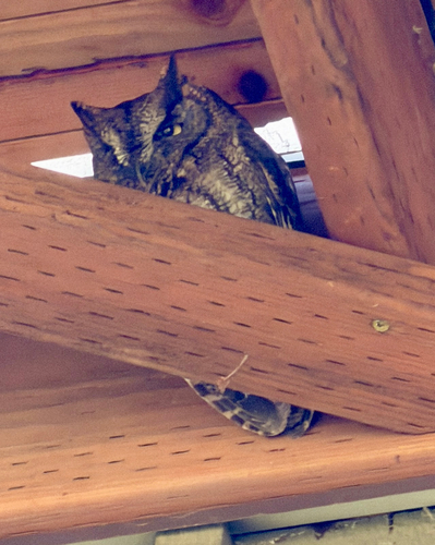 Western Screech-Owl observed by kenchamberlain