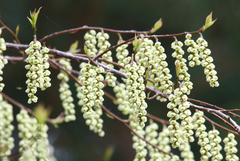 Stachyurus praecox