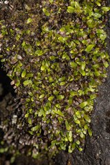 Notogrammitis crassior