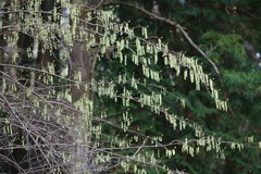 Stachyurus praecox