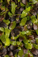 Notogrammitis crassior