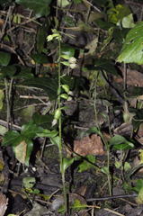 Epipactis albensis