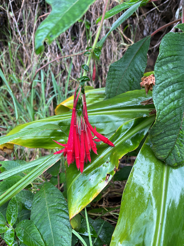 Fuchsia boliviana observed 2026-04-15