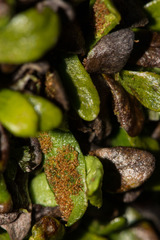 Notogrammitis crassior