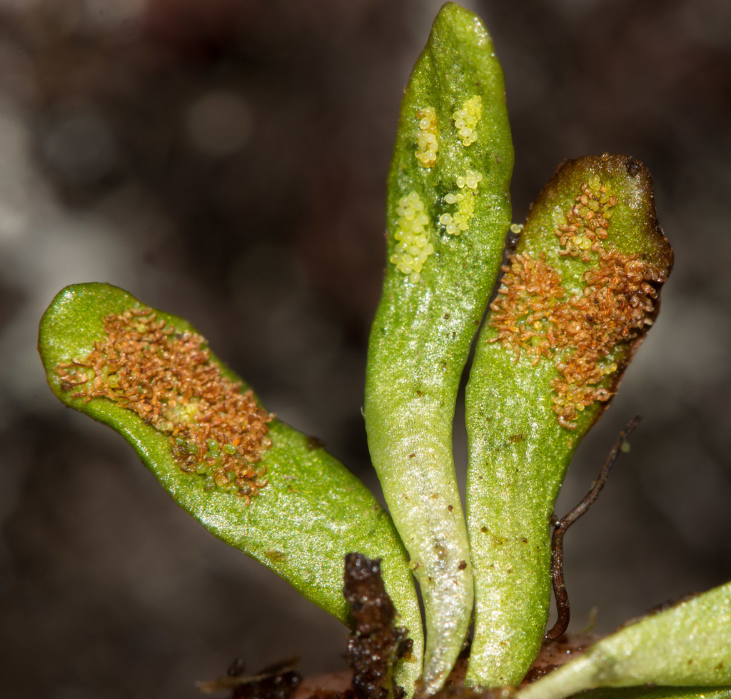 Dwarf strap fern