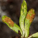 Dwarf Strap Fern - Photo (c) mario_mairal, some rights reserved (CC BY-NC-ND), uploaded by mario_mairal