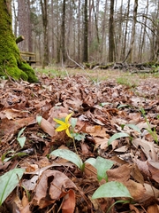 Erythronium rostratum