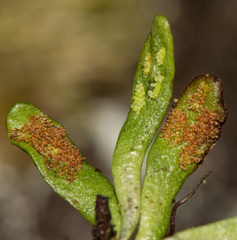 Notogrammitis crassior