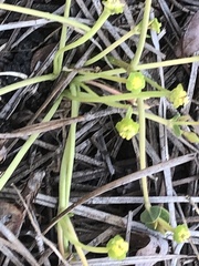 Euphorbia ipecacuanhae