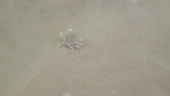 Matutidae