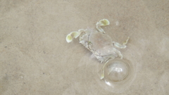 Matutidae