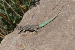 Liolaemus nigroviridis