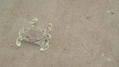 Matutidae