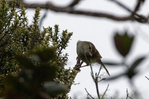 Horornis diphone, 2026-04-14