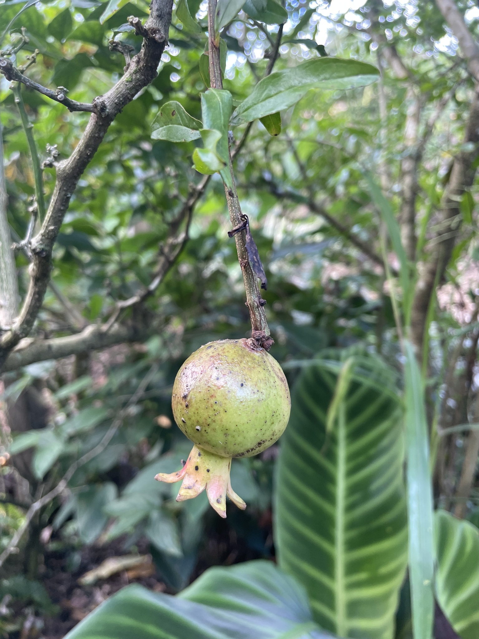 Punica granatum
