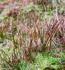 Juncus scheuchzerioides