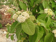 Callicarpa acuminata