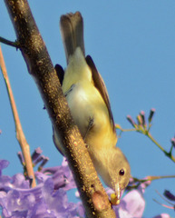 Vireo gilvus