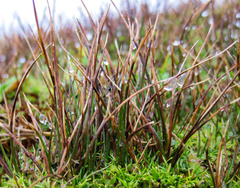 Juncus scheuchzerioides