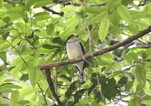 Silver-breasted Broadbill (Serilophus lunatus), photo 10