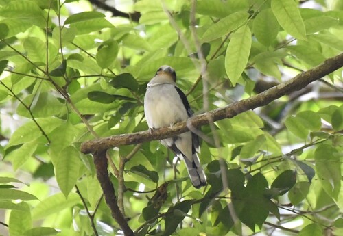 Silver-breasted Broadbill (Serilophus lunatus), photo 4