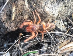Gylippidae