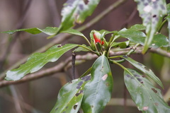 Aucuba japonica
