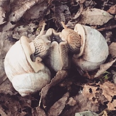 Helix pomatia
