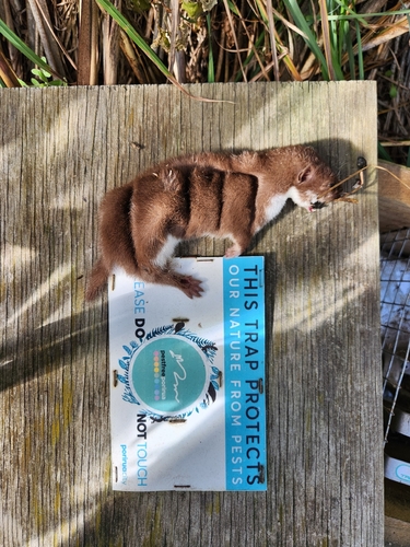 Least Weasel observed by brendondoran