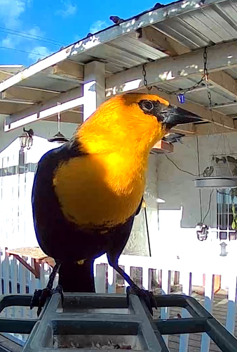 Yellow-headed Blackbird