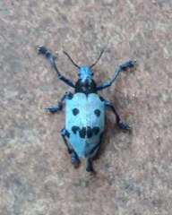 Ericydeus schoenherri