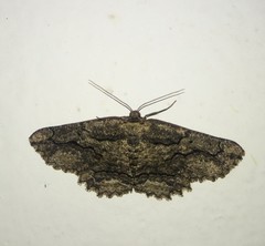 Menophra japygiaria
