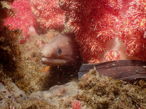 Gymnothorax monochrous observed 2026-04-09