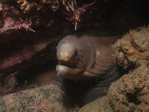 Gymnothorax monochrous observed 2026-04-09
