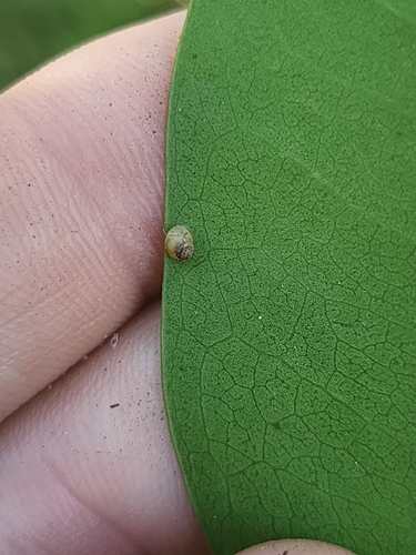 Elasmias wakefieldiae observed 2026-04-17