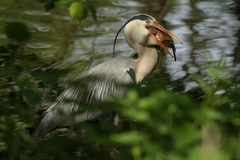 Ardea cinerea