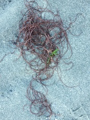 Gracilariopsis