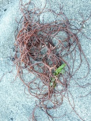 Gracilariopsis