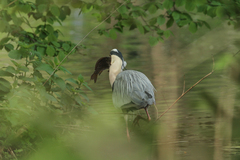 Ardea cinerea
