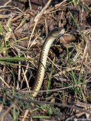 Psammophis mossambicus