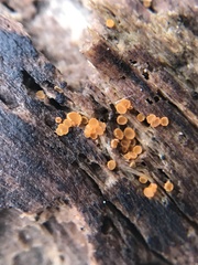 Arachnopeziza trabinelloides