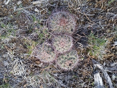 Pediocactus nigrispinus